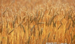 收麦视频,收麦视频背后的故事